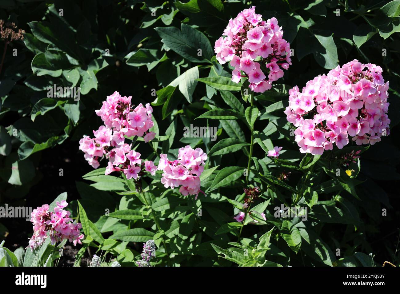 grappes de fleurs mauves rose violet sur feuilles vert foncé Banque D'Images