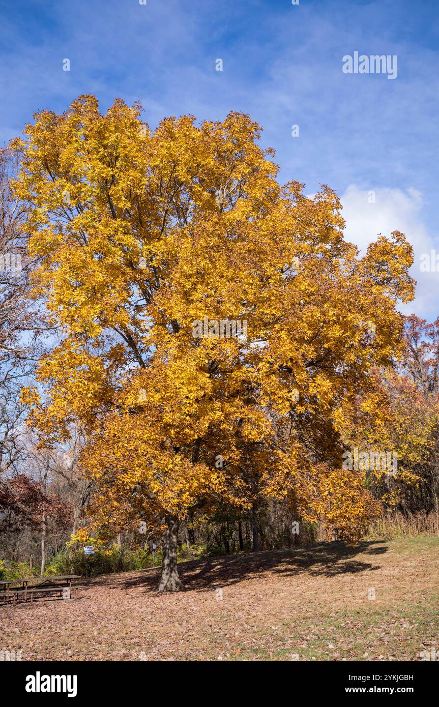 Arbre Basswood dans le feuillage d'automne près d'Alma, Wisconsin.1 Banque D'Images