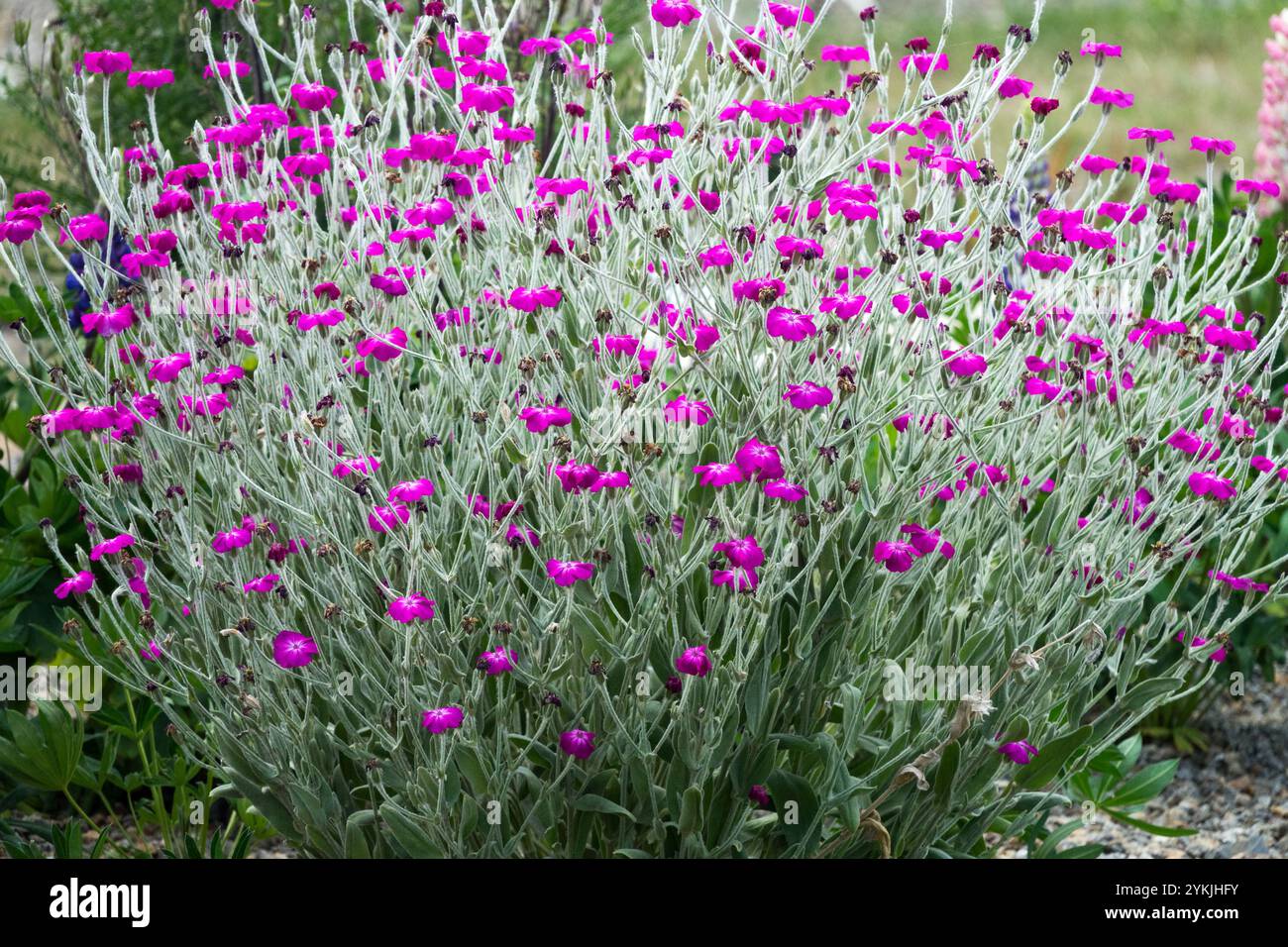 Rose Campion Lychnis coronaria Silene fleurs dans le jardin Banque D'Images