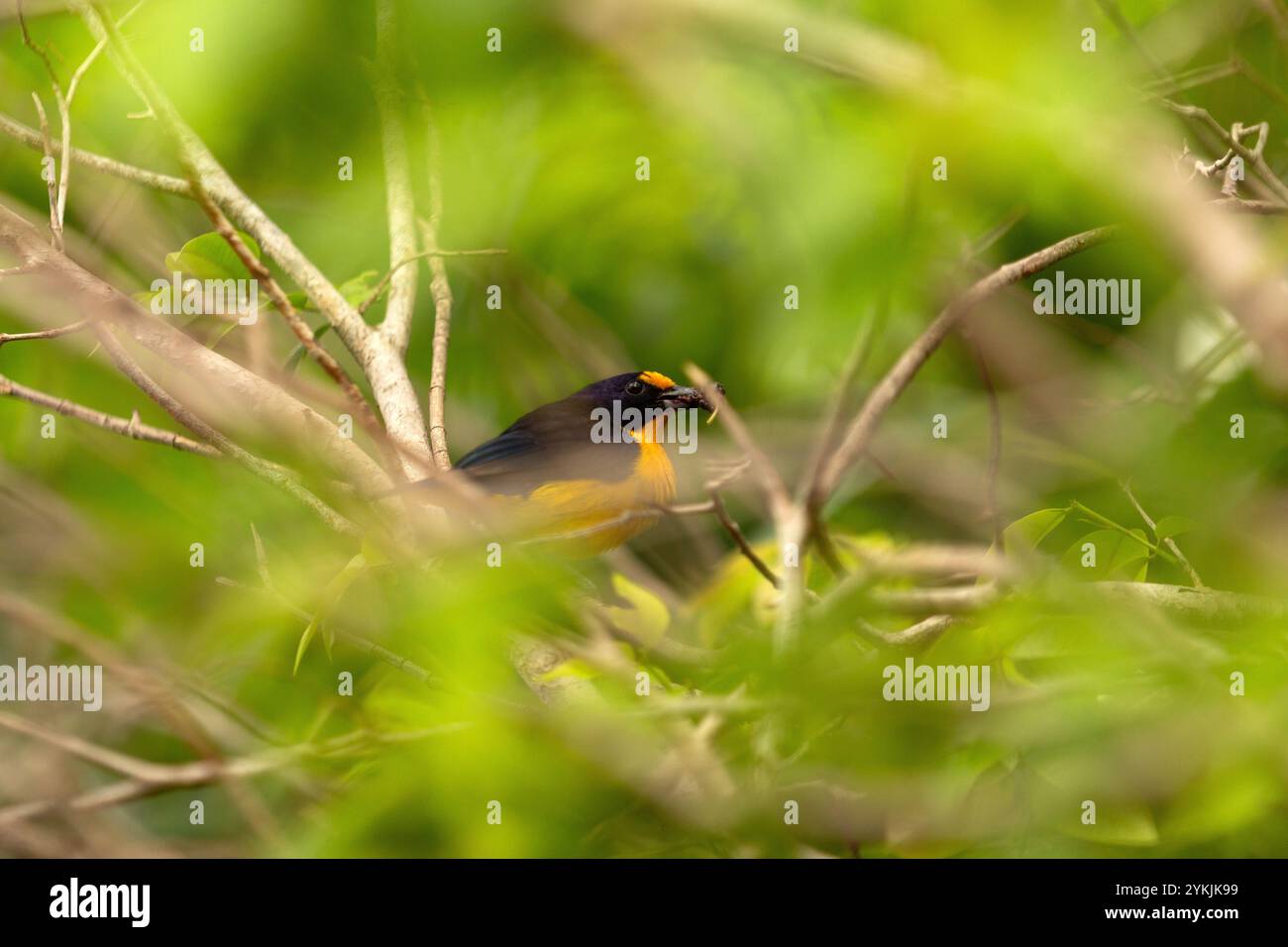 Goiania, Goias, Brésil – 14 novembre 2024 : Euphonia chlorotica, un oiseau perché sur une branche de mûrier mangeant des baies. Banque D'Images