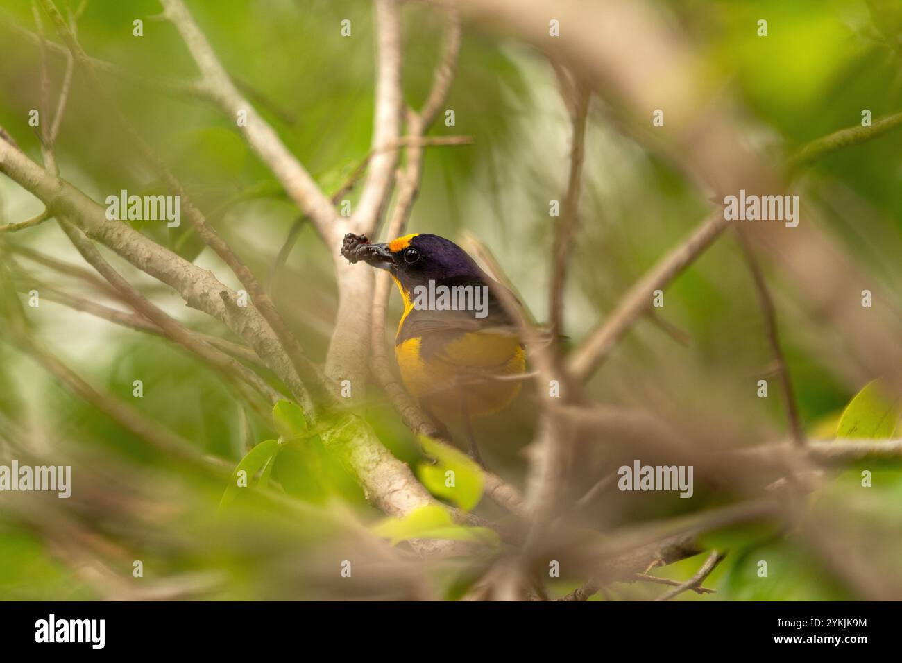 Goiania, Goias, Brésil – 14 novembre 2024 : Euphonia chlorotica, un oiseau perché sur une branche de mûrier mangeant des baies. Banque D'Images