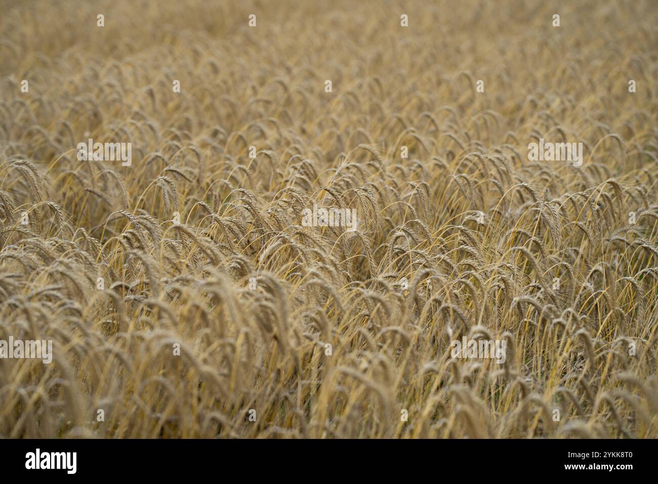 Champ de blé doré. Paysage rural. Blé poussant sur le champ. Oreille de blés dans le champ. Champ de blés. Les oreilles mûrissantes de blés. Banque D'Images