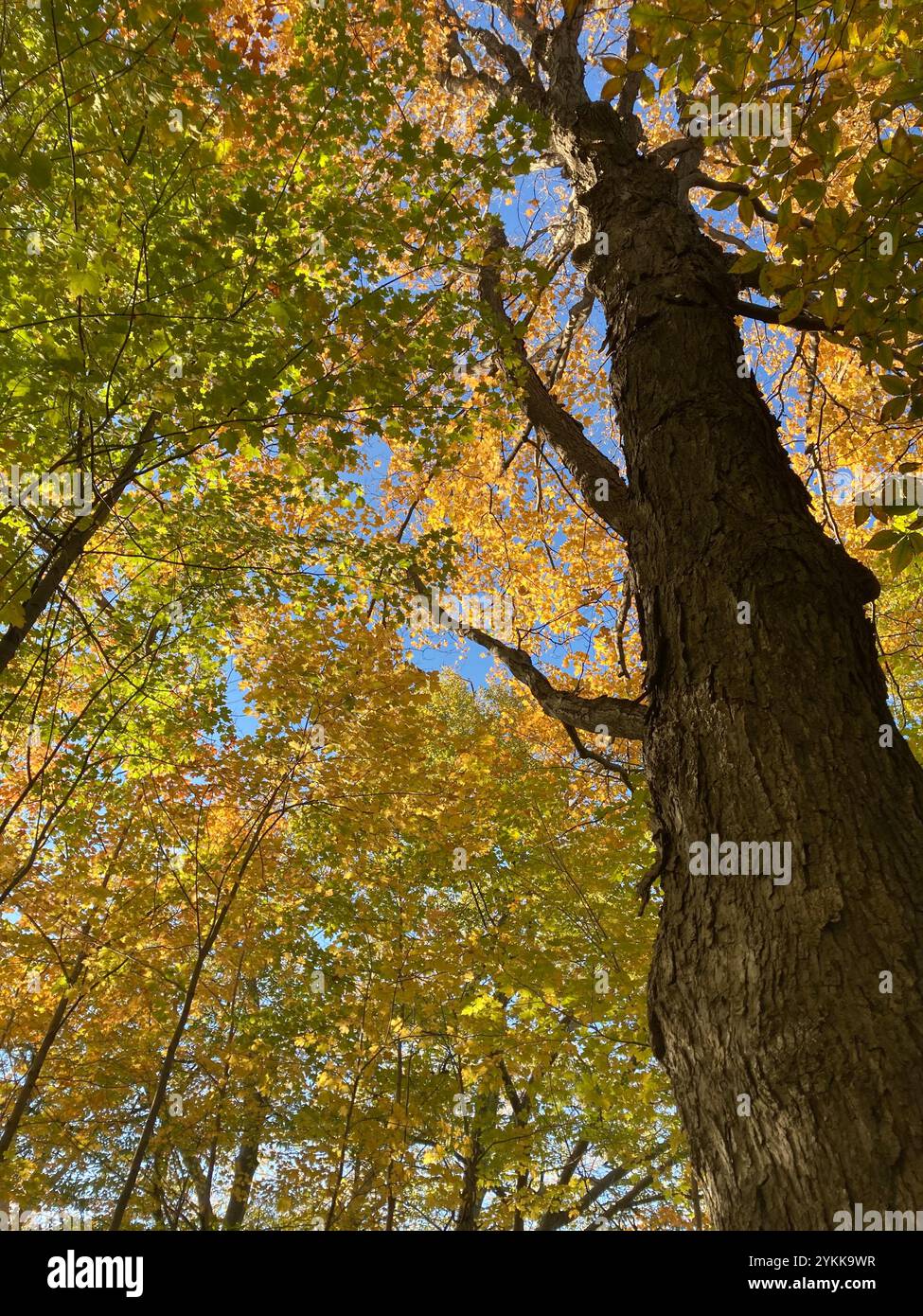 Jusqu'à dans les arbres Banque D'Images