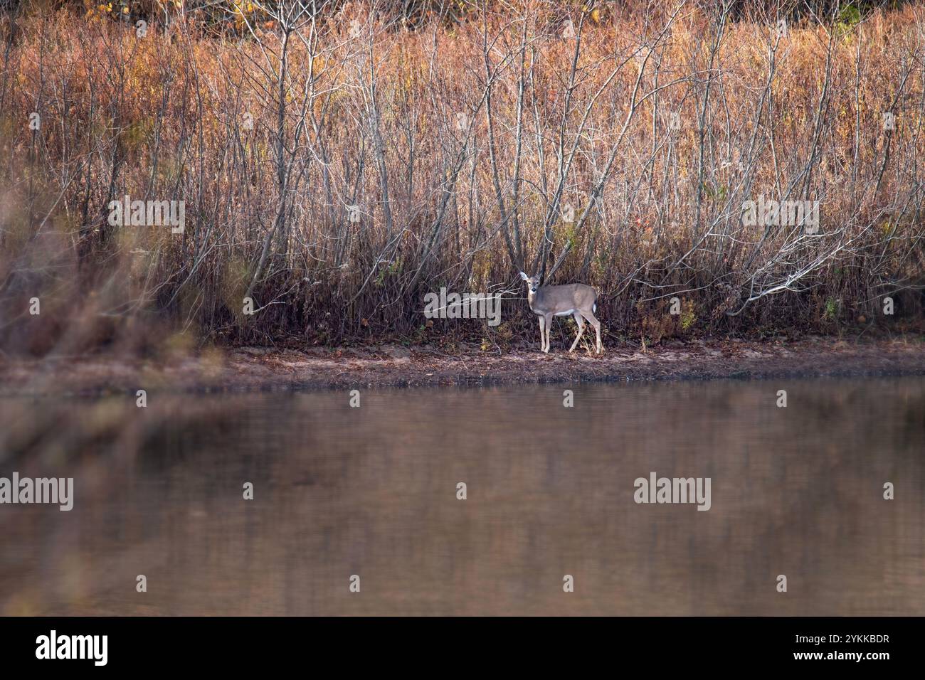 Le cerf à queue blanche se dresse au bord de l'eau Banque D'Images