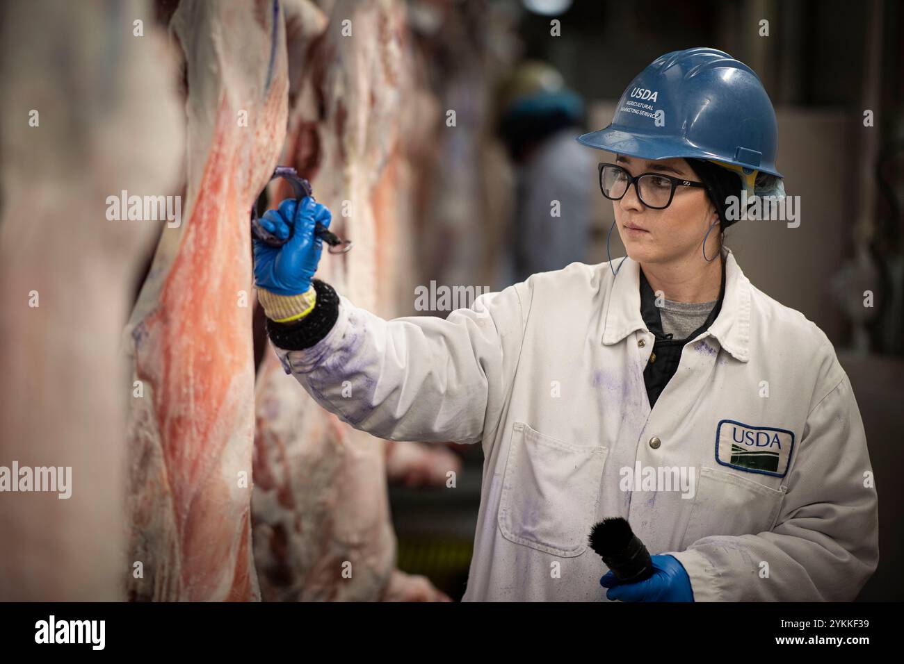 Les inspecteurs de la viande agricole de l'USDA inspectent et classent le bœuf dans un abattoir et une usine d'emballage. Banque D'Images