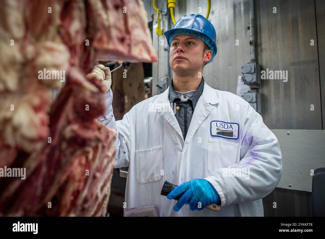 Les inspecteurs de la viande agricole de l'USDA inspectent et classent le bœuf dans un abattoir et une usine d'emballage. Banque D'Images