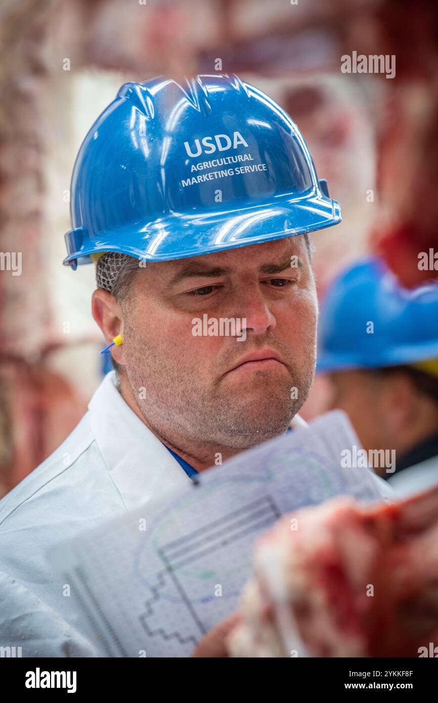 Les inspecteurs de la viande agricole de l'USDA inspectent et classent le bœuf dans un abattoir et une usine d'emballage. Banque D'Images
