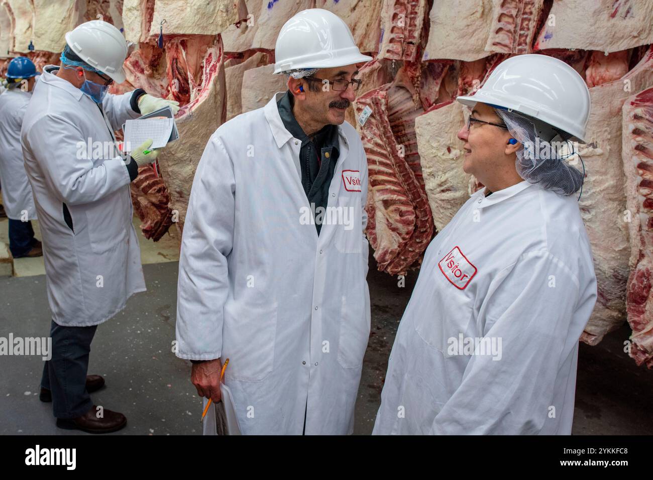 Les inspecteurs de la viande agricole de l'USDA inspectent et classent le bœuf dans un abattoir et une usine d'emballage. Banque D'Images