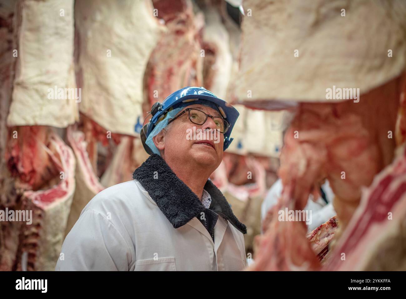 Les inspecteurs de la viande agricole de l'USDA inspectent et classent le bœuf dans un abattoir et une usine d'emballage. Banque D'Images