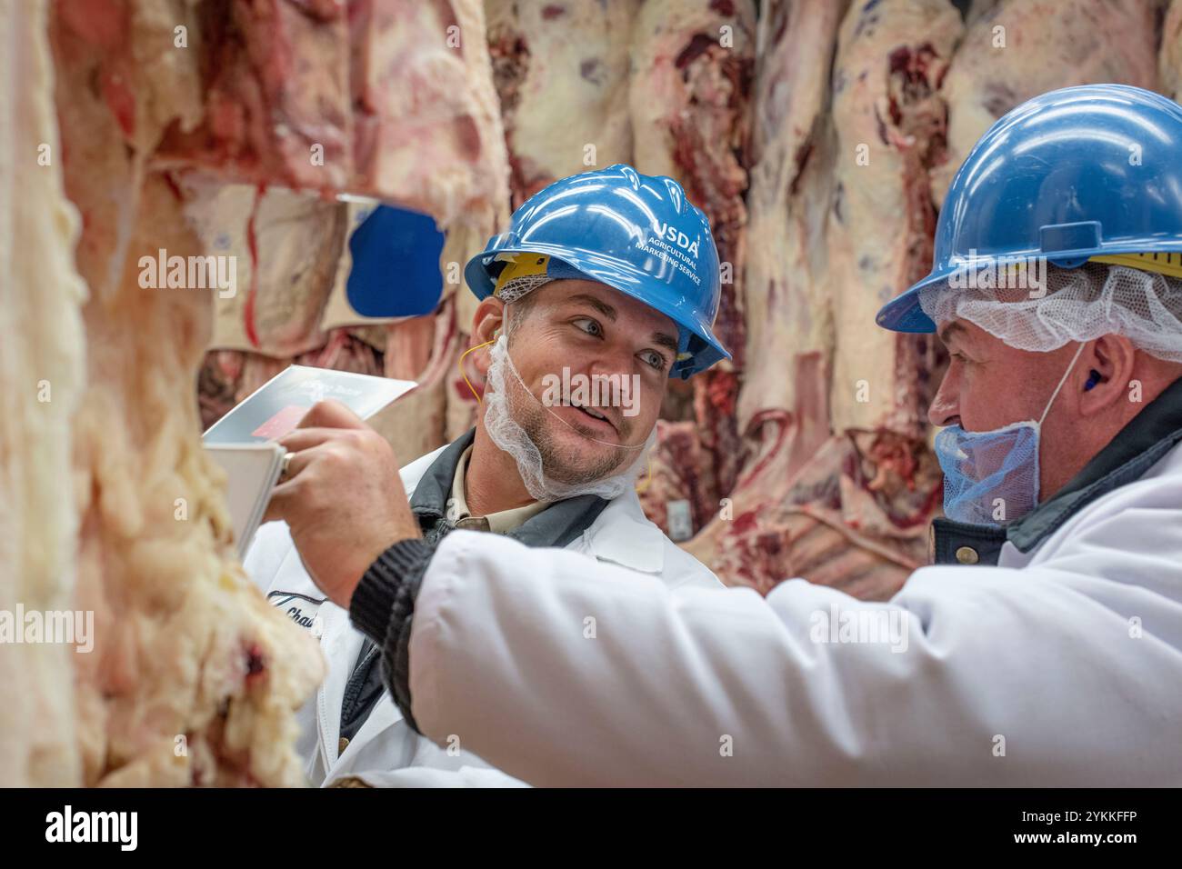 Les inspecteurs de la viande agricole de l'USDA inspectent et classent le bœuf dans un abattoir et une usine d'emballage. Banque D'Images
