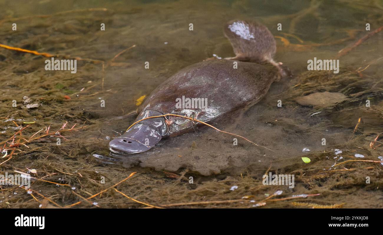 Ornithorhynchus anatinus nageant dans le ruisseau Hobart rivulet à Hobart, Tasmanie, Australie Banque D'Images