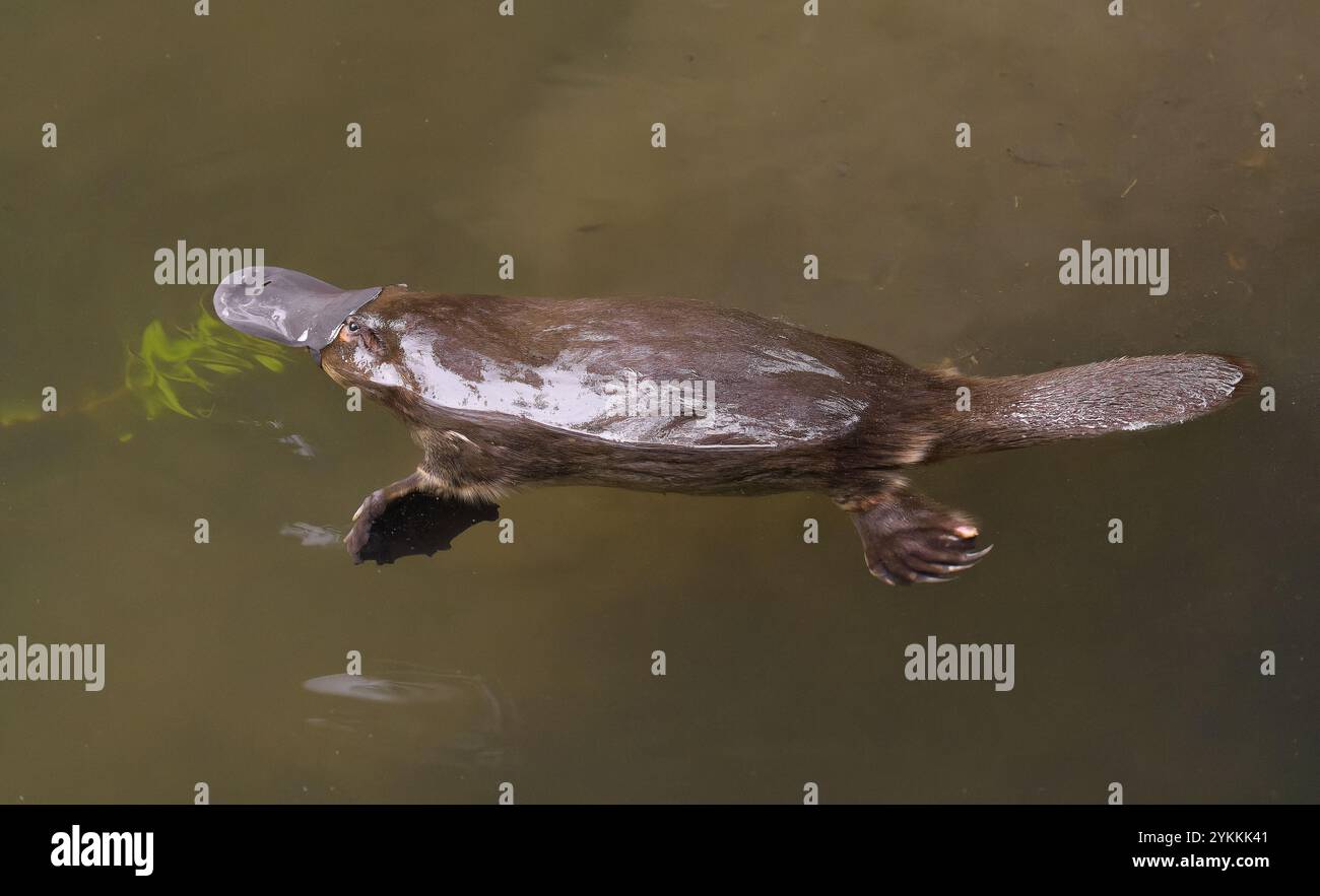 Ornithorhynchus anatinus nageant dans le ruisseau Hobart rivulet à Hobart, Tasmanie, Australie Banque D'Images