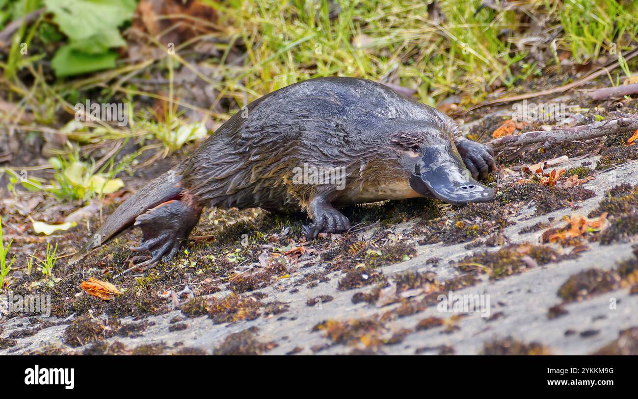 Ornithorhynchus anatinus (ornithorhynchus anatinus) se déplaçant sur terre à Hobart, Tasmanie, Australie Banque D'Images