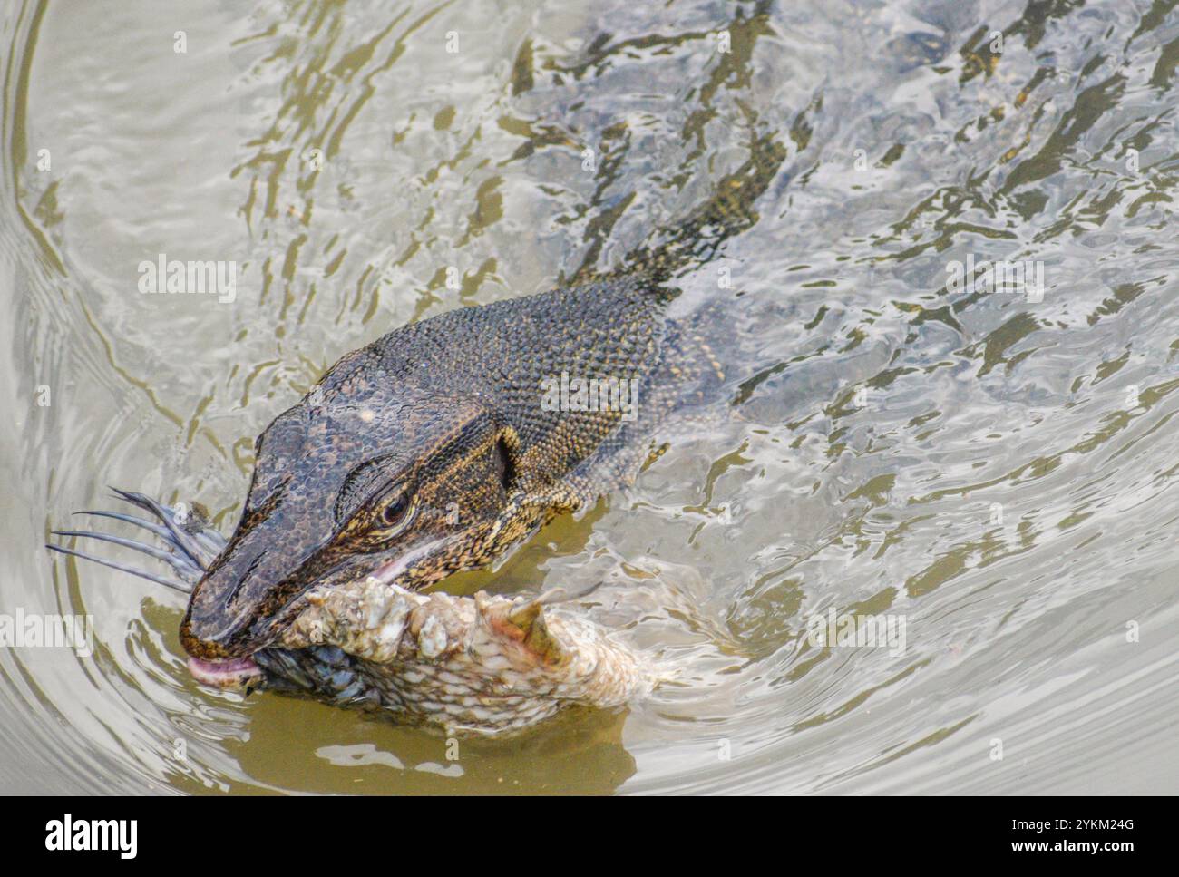 Un moniteur d'eau asiatique avec un poisson à moitié mangé en bouche. Photographié au lac Jurong dans la partie ouest de Singapour. Banque D'Images