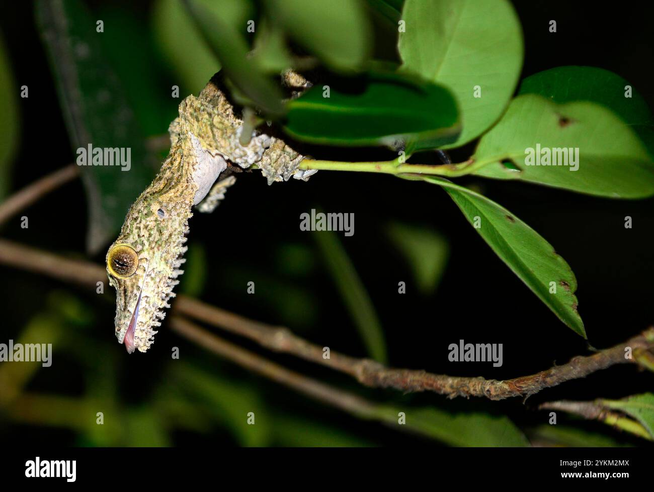 Gros plan d'un gecko à queue de feuille de Henkel pris au parc national d'Andasibe à Madagascar. Banque D'Images