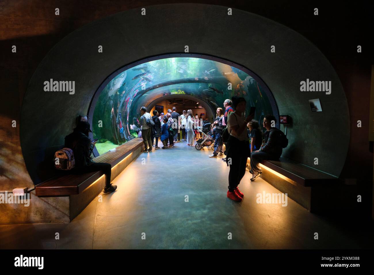 Visiteurs appréciant le tunnel de verre sous-marin plein de poissons à la section aquarium. À l'Académie des sciences de Californie, San Francisco. Banque D'Images