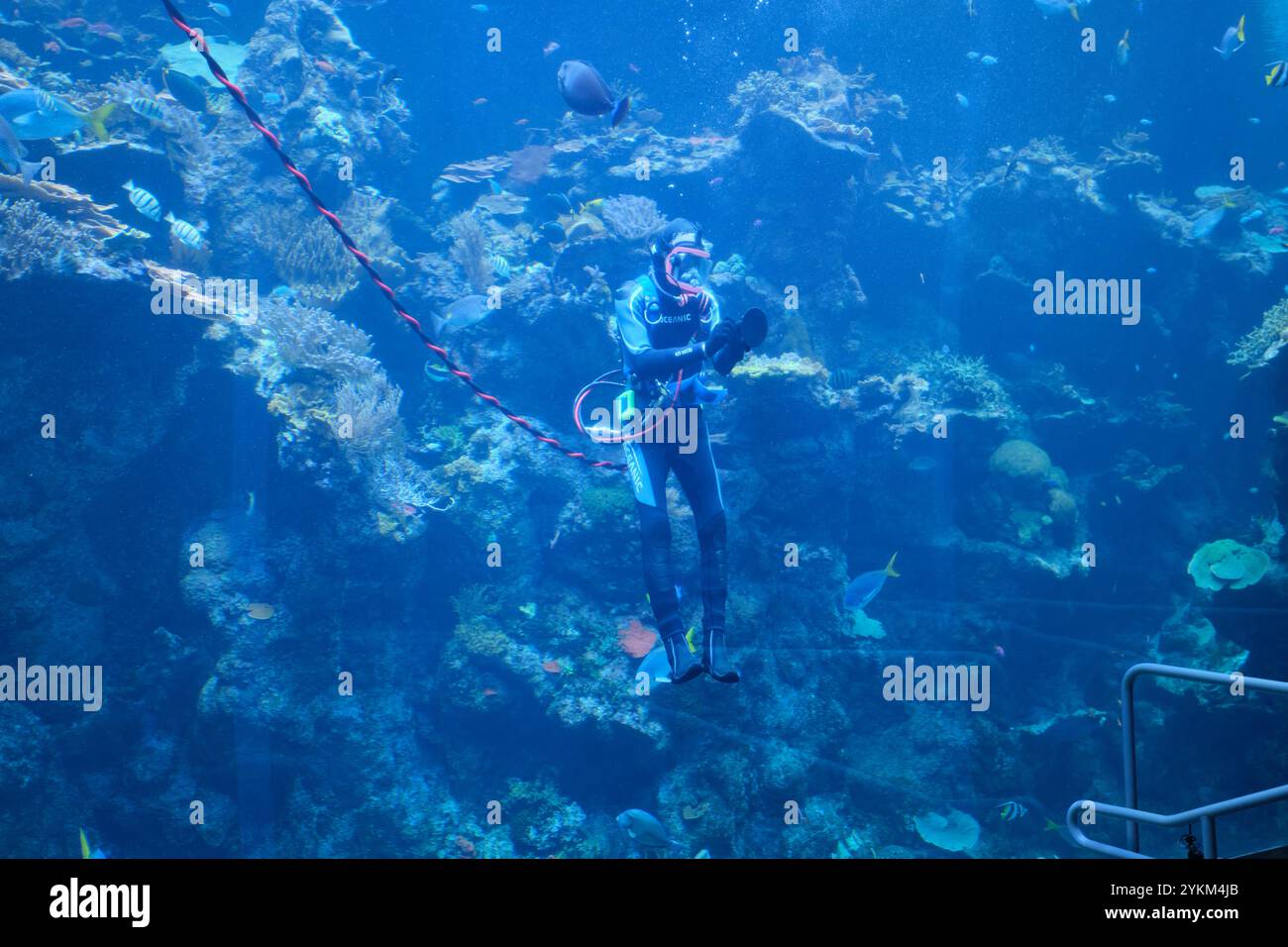 Un spectacle sous-marin dans le réservoir de l'aquarium avec un plongeur explorant un récif de corail. À l'Académie des sciences de Californie, San Francisco. Banque D'Images