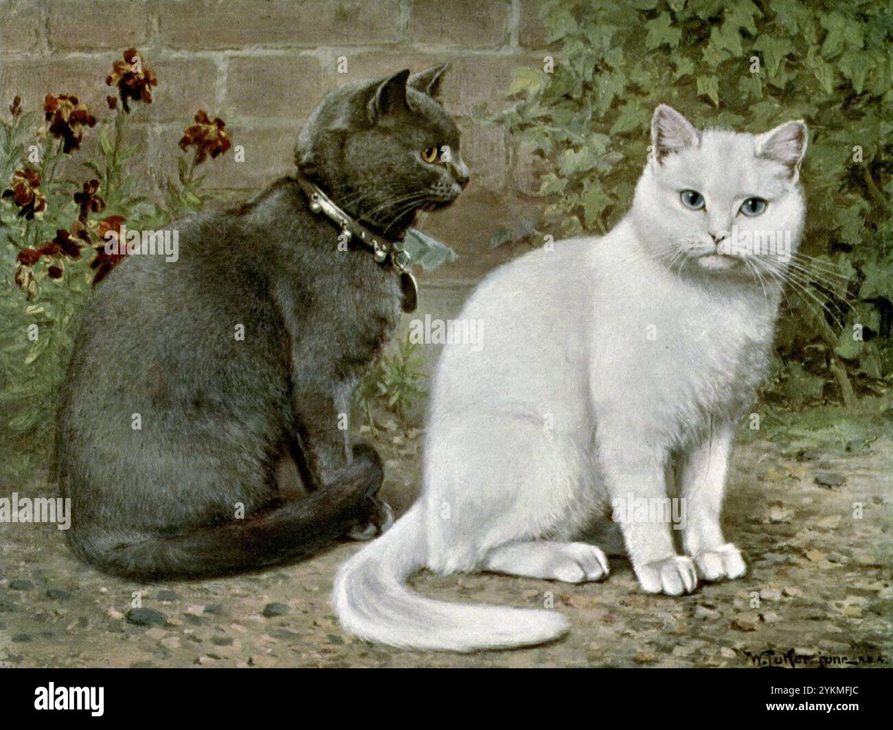 British shorthair bleu et gris Frances Simpson Livre de chat. Banque D'Images