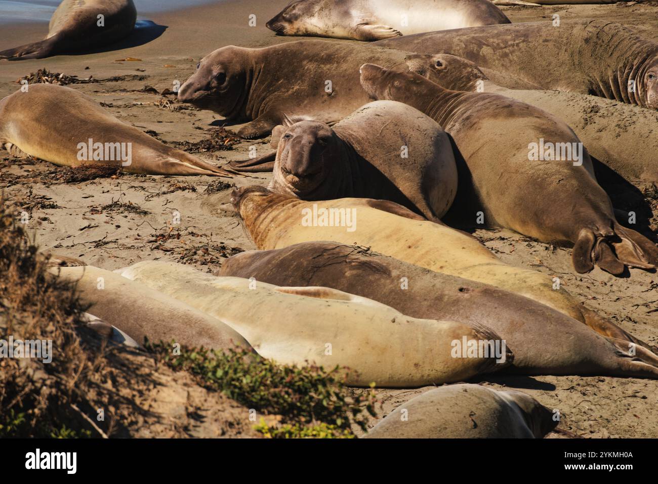 Vie sauvage dans le centre de la Californie à la repaire des éléphants de mer près de Heast Castle et Big sur, site touristique de premier plan. Banque D'Images