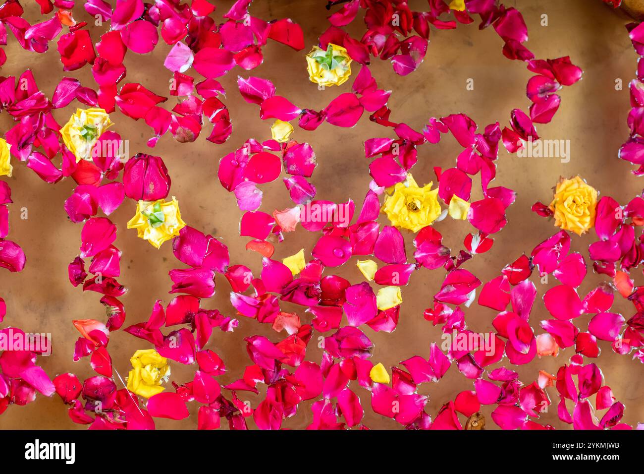 Pétales de rose rouge sur l'eau comme fond Banque D'Images
