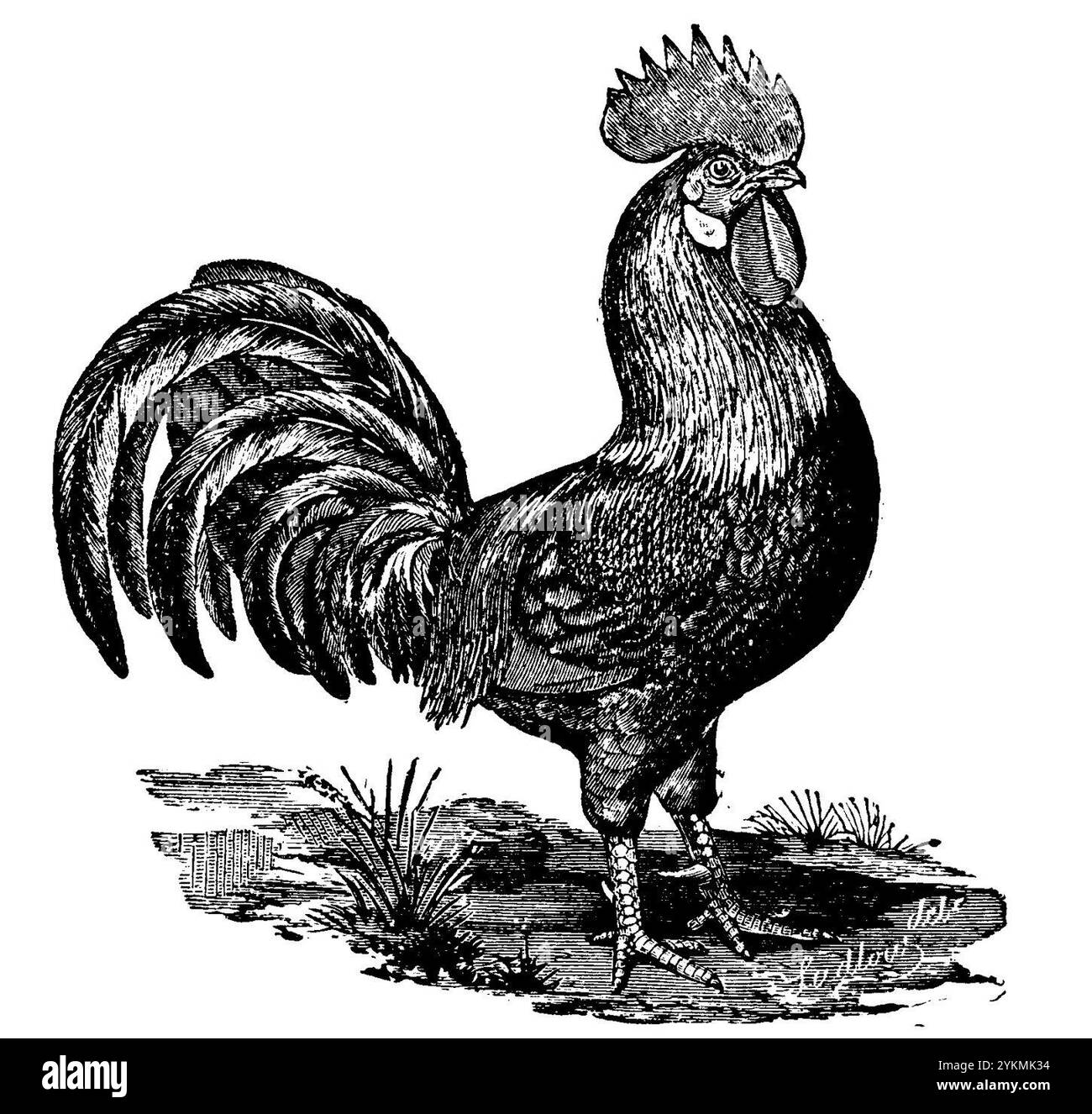 Coq Brown-Leghorn • p422 • Brett's Colonists' Guide 1883. Banque D'Images
