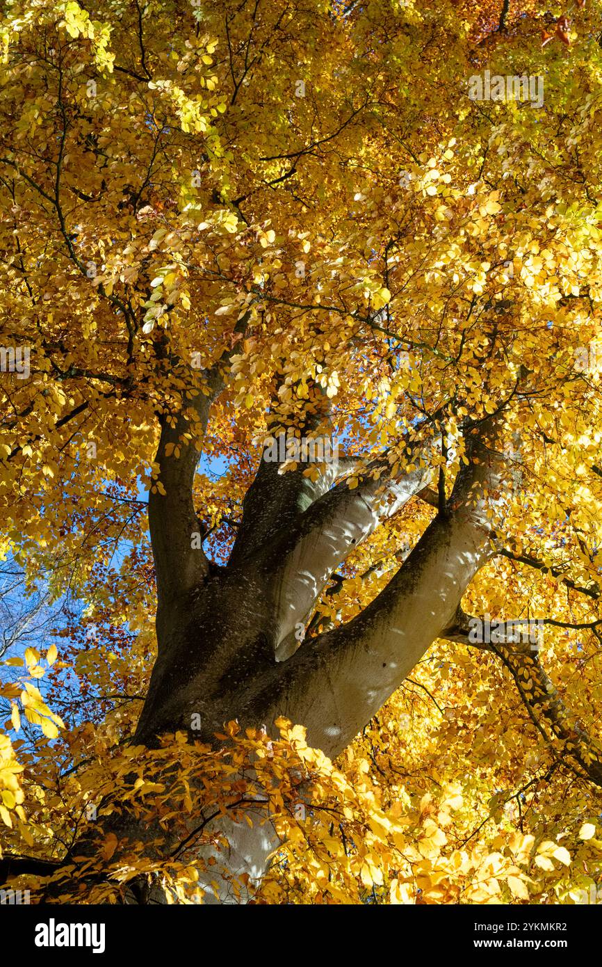 Fagus sylvatica. Feuilles de hêtre en automne. Oxfordshire, Angleterre Banque D'Images