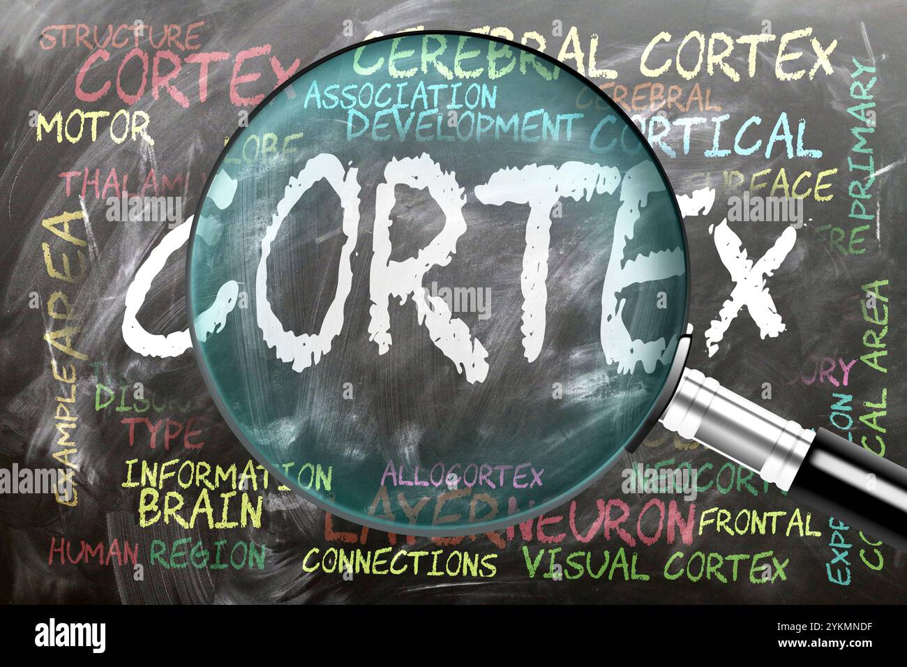 Cortex en cours d'étude, examiné - sous étroite inspection. Sujets et idées les plus importants étroitement liés au cortex écrit sur un tableau noir inspecté Banque D'Images