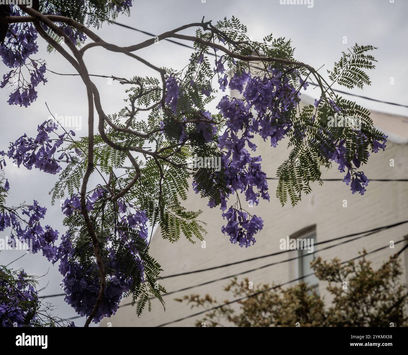 Des fleurs violettes fleurissent sur des jacaranda à Sydney, en Nouvelle-Galles du Sud, en Australie. Banque D'Images