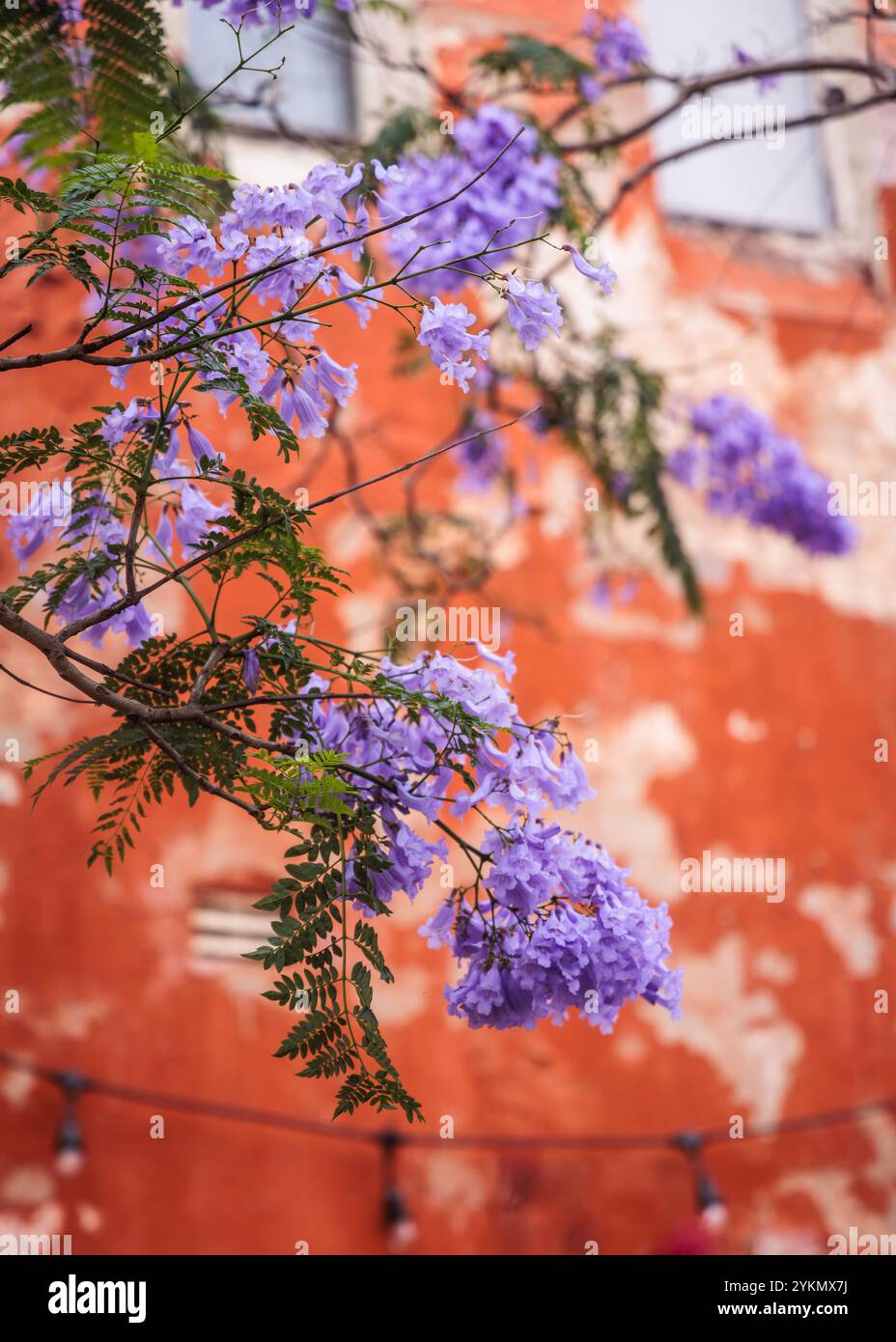 Des fleurs violettes fleurissent sur un jacaranda contre un mur orange à Sydney, Nouvelle-Galles du Sud, Australie. Banque D'Images