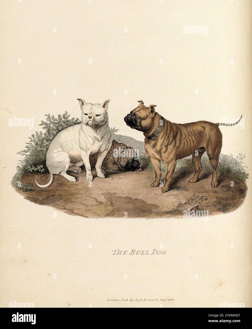 Bull Dog (Sydenham Edwards). Banque D'Images