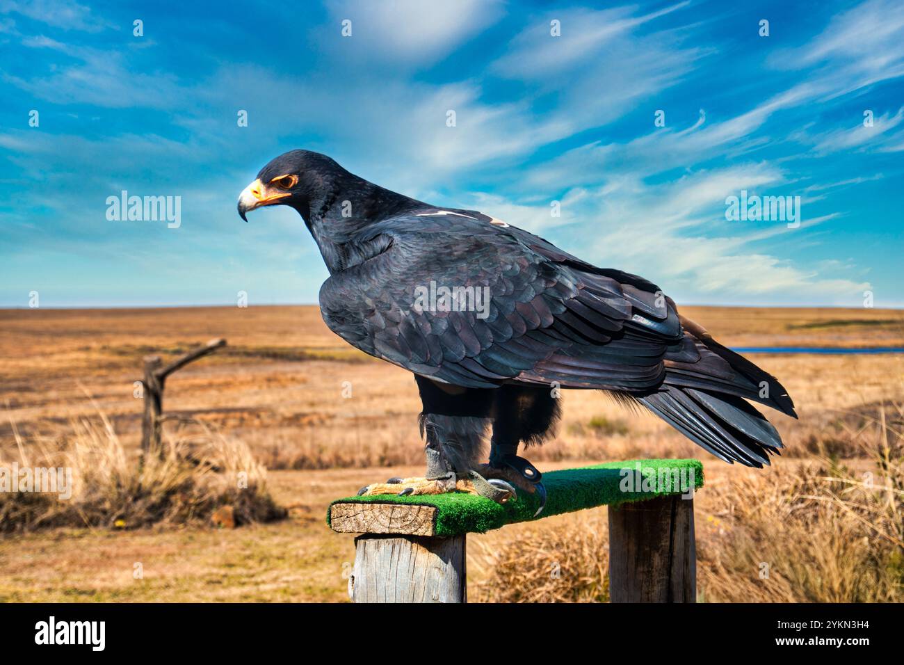 Aigle de Verreaux, oiseau de prière dans un sanctuaire ornithologique du Cap oriental, Afrique du Sud, ong bénévoles Banque D'Images