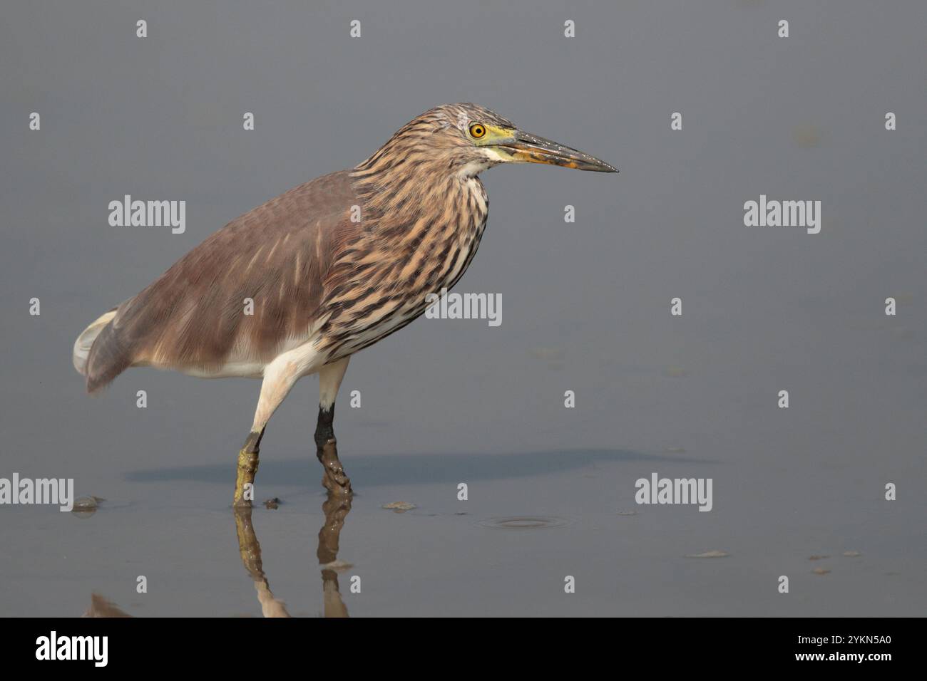 Oiseau isolé du héron de l'étang chinois (Ardeola bacchus) dans le plumage non reproductif, réserve naturelle de mai po, Hong Kong, Chine Banque D'Images