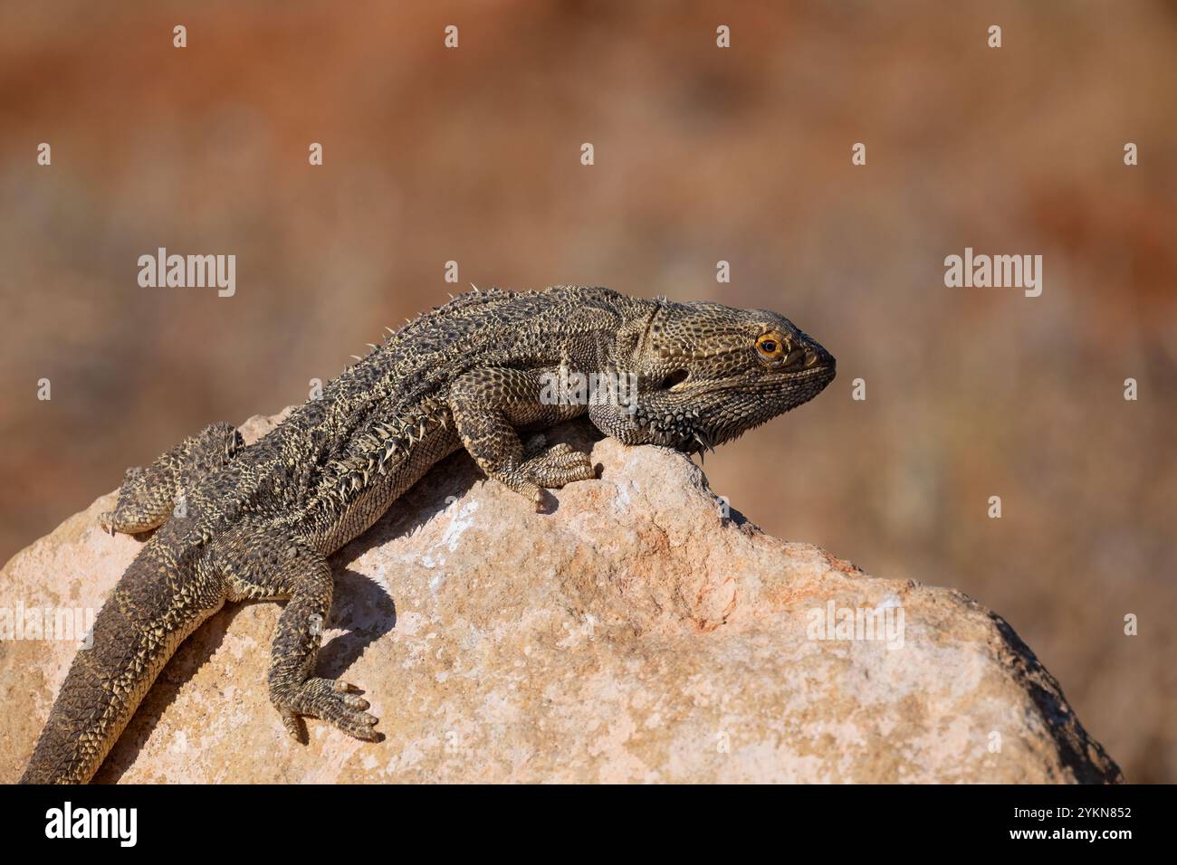 Gros plan d'un dragon barbu central (Pogona vitticeps) se prélassant au soleil, réserve de Dig Tree, près d'Innamincka, Australie méridionale, Australie méridionale, Australie méridionale, Australie méridionale, Australie méridionale, Australie Banque D'Images