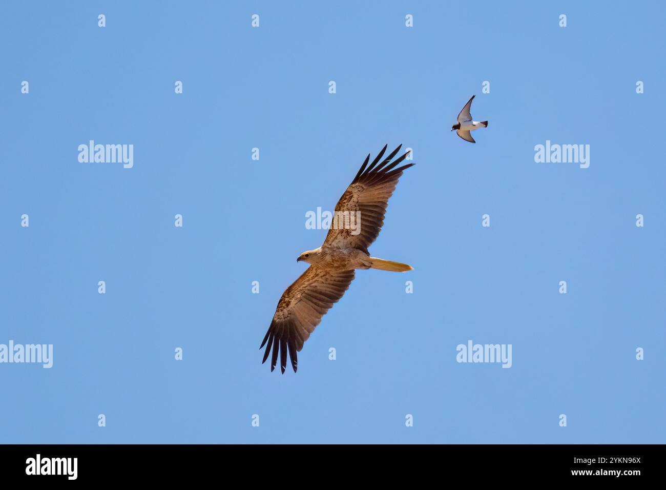 Cerf-volant sifflant (Haliastur sphenurus) battu par une hirondelle des bois à poitrine blanche (Artamus leucorynchus), réserve de Dig Tree, près d'Innamincka, Aus du Sud Banque D'Images