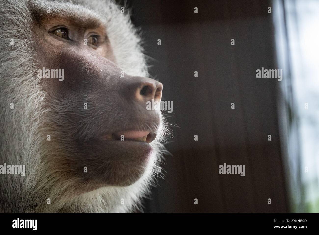 Gros plan d'un babouin assis contre un mur de briques rouges. Babouin reposant près d'un mur de briques. Portrait d'un babouin au zoo. Banque D'Images