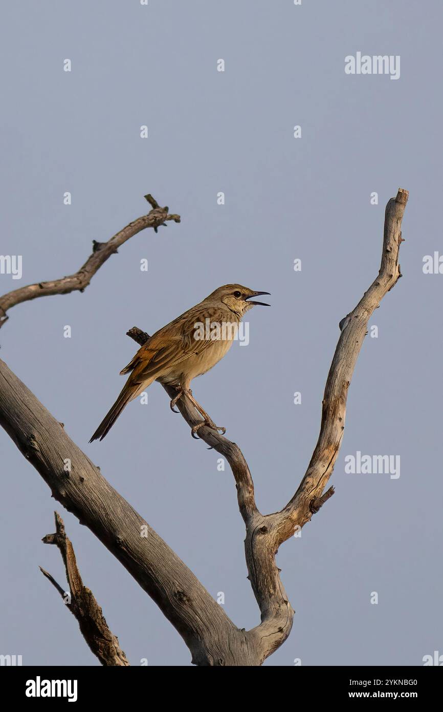 Brun Treecreeper (Climacteris picumnus) chantant avec bec ouvert, Dig Tree Reserve, près d'Innamincka, Australie méridionale, Australie méridionale, Australie méridionale, Australie méridionale, Australie méridionale, Australie Banque D'Images