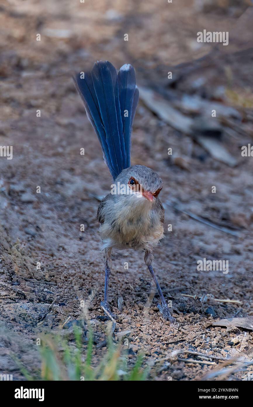 Femelle Purple-back Fairywren (Malurus assimilis), Dig Tree Reserve, near Innamincka, South Australia, Australie méridionale, Australie méridionale, Australie méridionale, Australie méridionale, Australie Banque D'Images