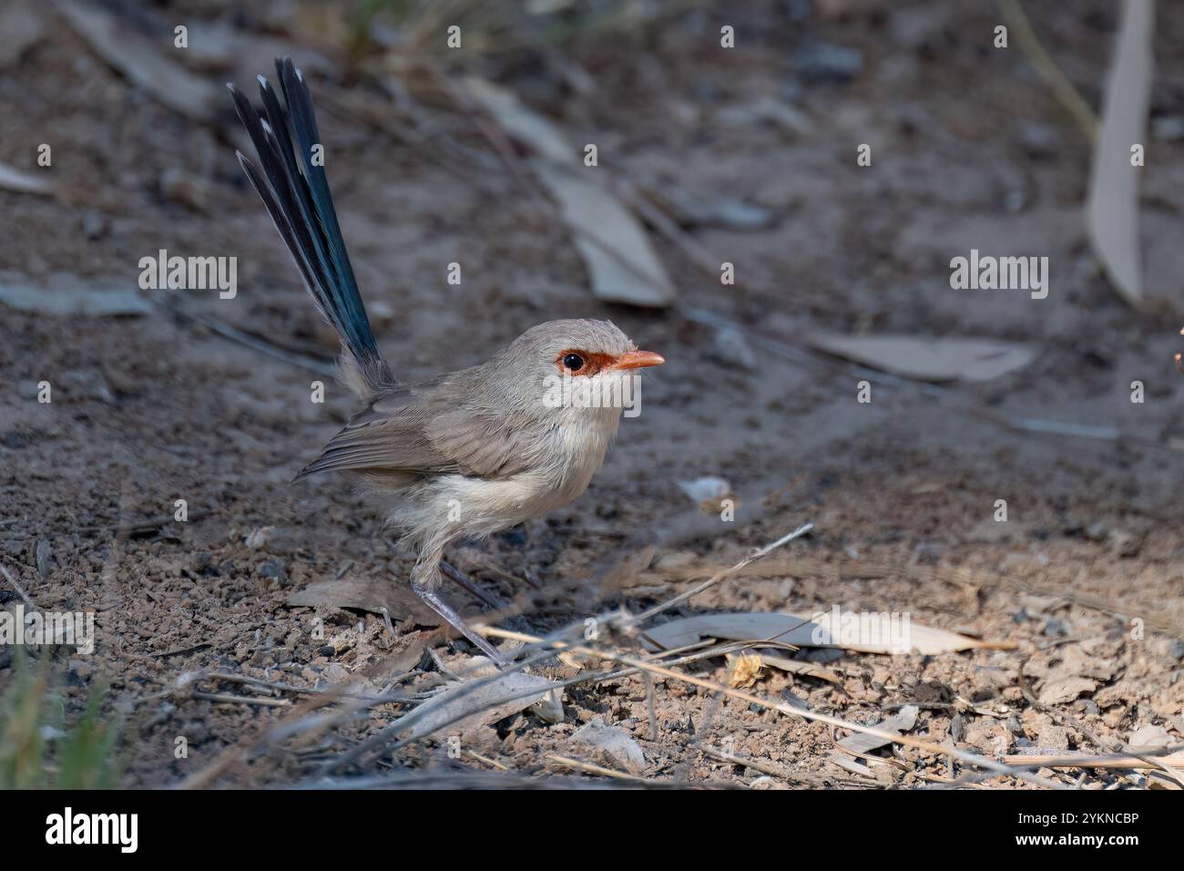 Femelle Purple-back Fairywren (Malurus assimilis), Dig Tree Reserve, near Innamincka, South Australia, Australie méridionale, Australie méridionale, Australie méridionale, Australie méridionale, Australie Banque D'Images