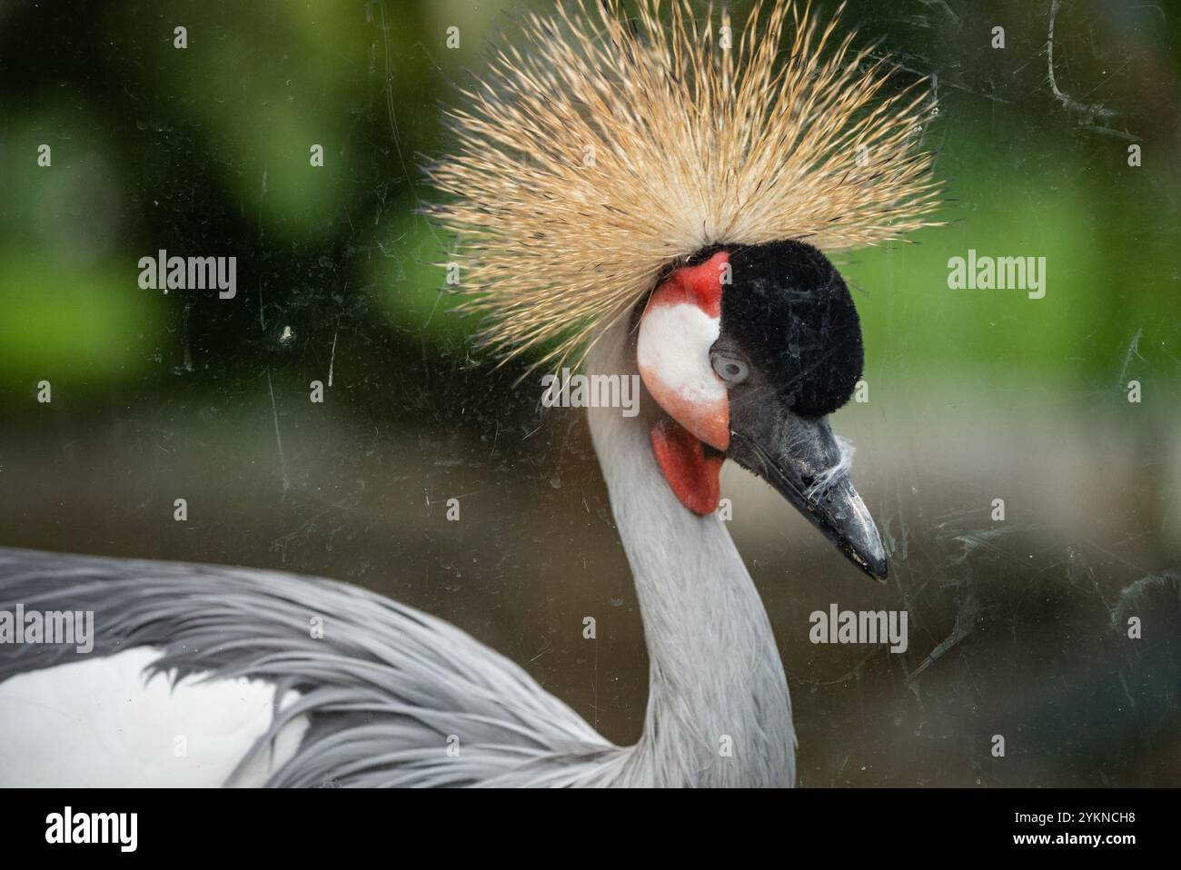 Portrait d'une grue couronnée marchant gracieusement dans son enceinte zoologique. Portrait d'une grue sacrée Iin zoo. Banque D'Images