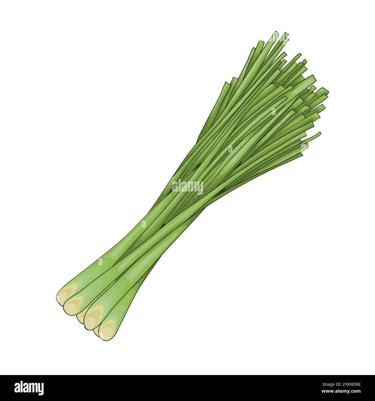 Citronnelle. Une note médiane en parfumerie. Huile aromatique végétale utilisée pour fabriquer des parfums. Illustration de tiges de citronnelle fraîches. Illustration de Vecteur