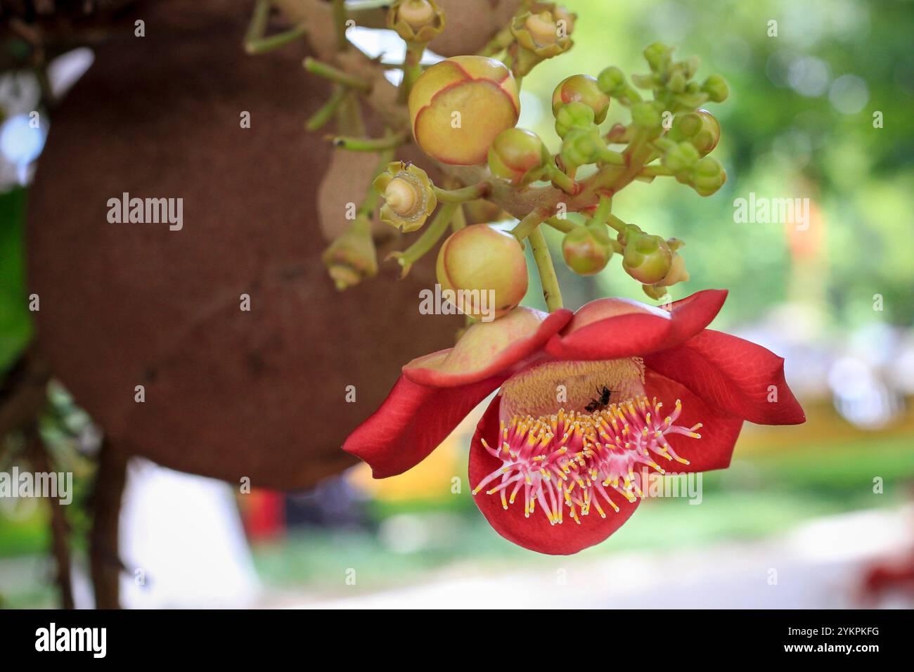 Couroupita guianensis belle fleur rouge connue sous une variété de noms communs, y compris l'arbre de boulet de canon à Ho Chi Minh ville Vietnam Banque D'Images