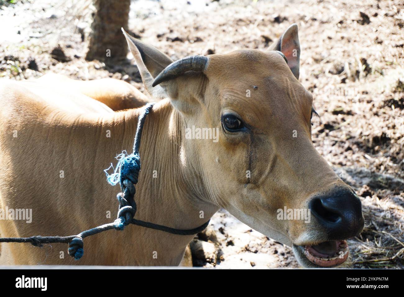 Les vaches ou les bœufs sont des animaux de la famille des bovidés et de la sous-famille des bovinés. Les vaches sont élevées principalement pour l'utilisation du lait et de la viande comme nourriture humaine. vache Banque D'Images