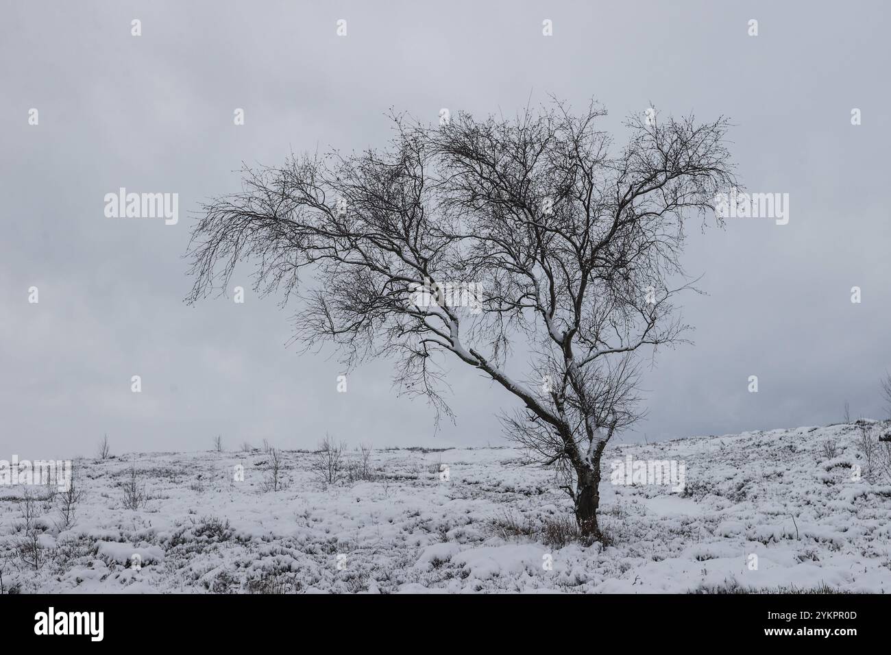 Un arbre solitaire après une chute de neige importante au réservoir Langsett , Langsett, Royaume-Uni, 19 novembre 2024 (photo par Alfie Cosgrove/News images) Banque D'Images