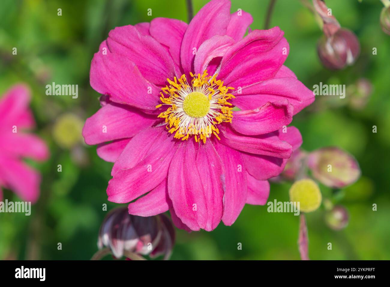 Belles fleurs roses d'Eriocapitella hybrida dans le jardin, gros plan. Hybrides d'anémone japonaise. plante à fleurs. Banque D'Images