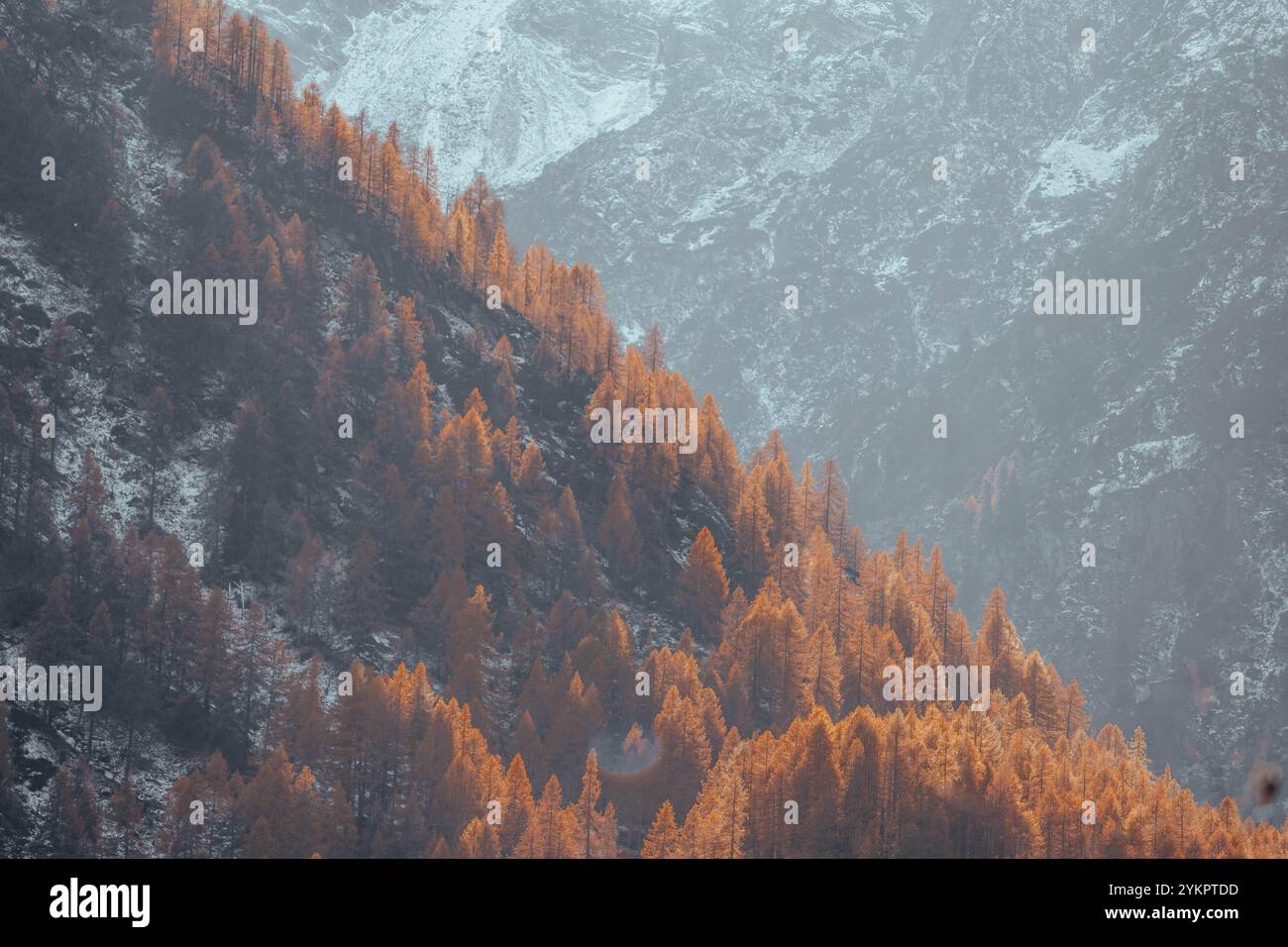 Automne doré sur les pentes alpines Banque D'Images