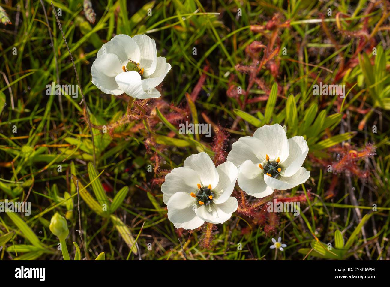 Fleurs blanches Drosera cistiflora en fleur, prises près de Darling dans le Cap occidental de l'Afrique du Sud Banque D'Images