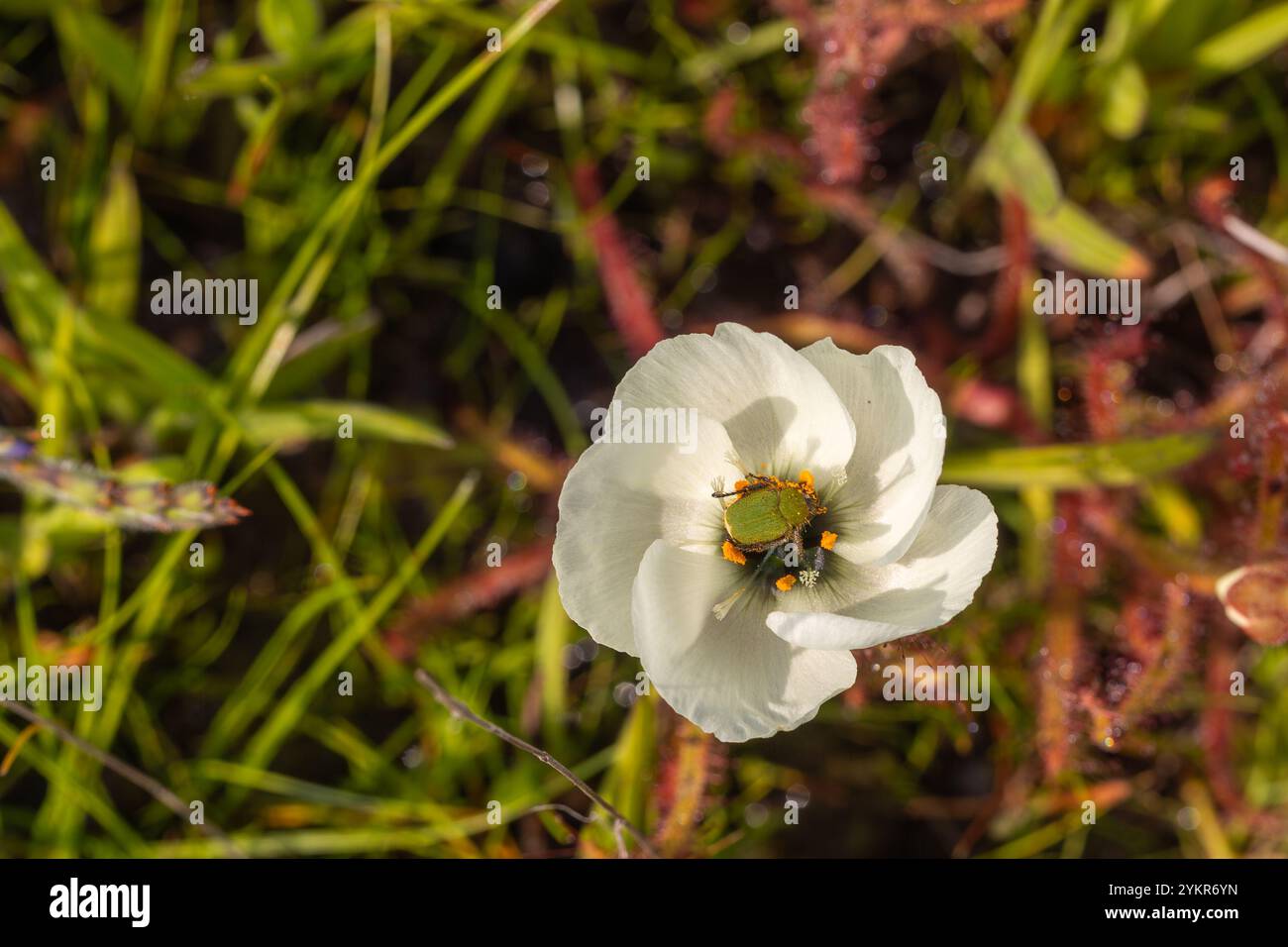 Coléoptère de singe vert dans une fleur blanche de la plante carnivore Drosera cistiflora, prise près de Darling dans le Cap occidental de l'Afrique du Sud Banque D'Images