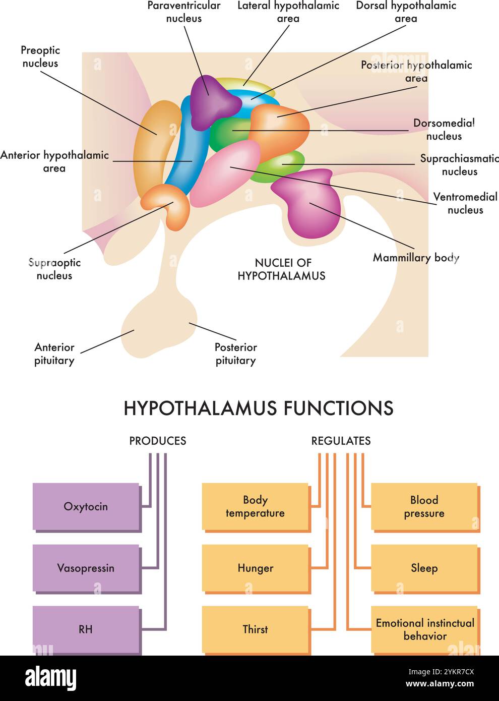 Schéma médical des fonctions de l'hypothalamus dans le cerveau humain, avec description de ses noyaux et annotations. Illustration de Vecteur