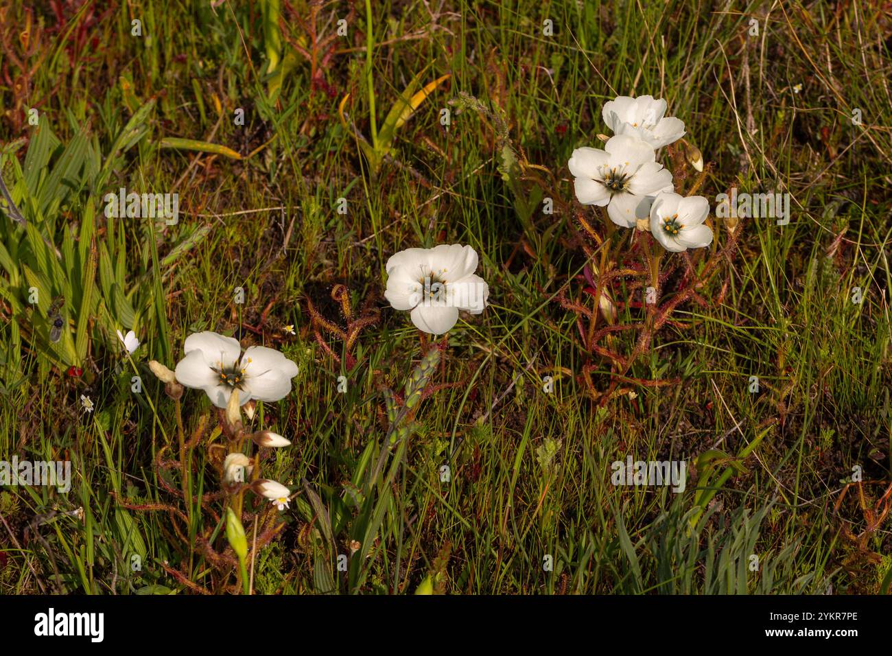 Fleurs blanches Drosera cistiflora en fleur, prises près de Darling dans le Cap occidental de l'Afrique du Sud Banque D'Images