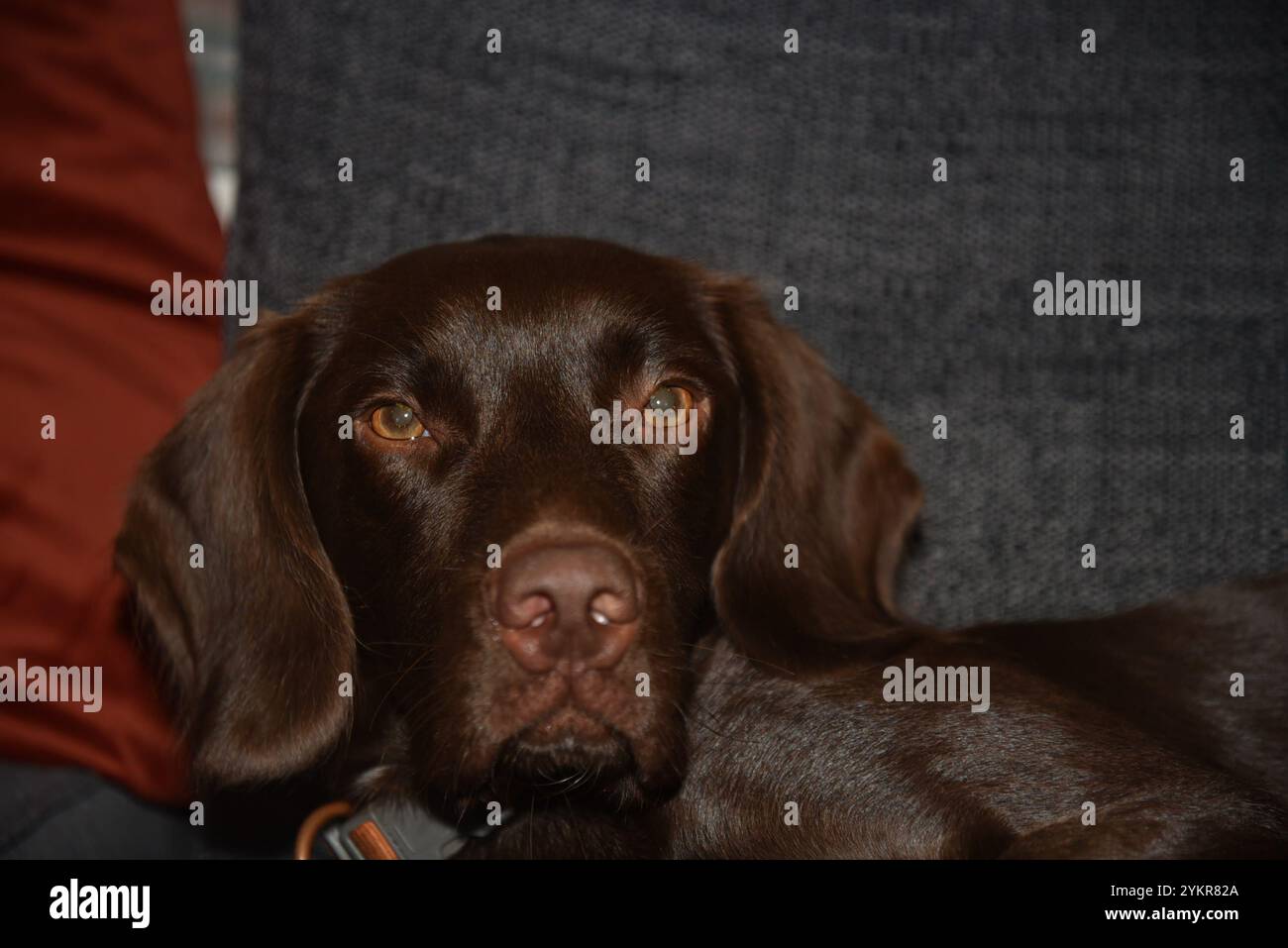 mans meilleur ami un springador dans une voiture Banque D'Images